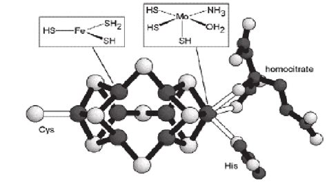 Structure of nitrogenase enzyme (Durrant, 2001) | Download Scientific ...