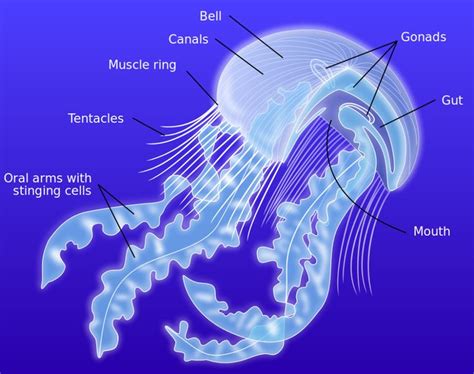 Anatomy of a jellyfish-en - Jellyfish - Wikipedia | Jellyfish facts, Jellyfish, Jellyfish print