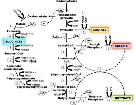 Metabolic routes for butyrate production by (i) direct conversion from ...