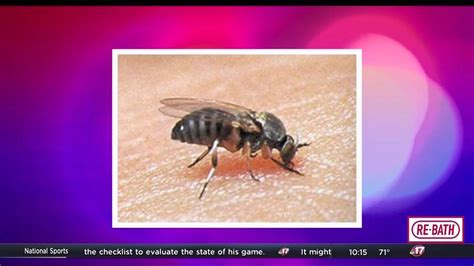 Buffalo gnats bring threat of bites in spring | Top Stories | wandtv.com