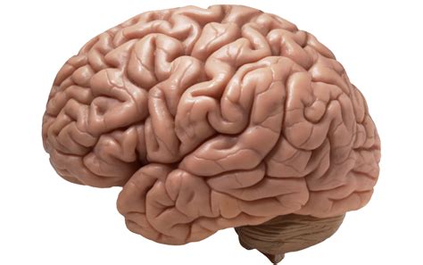 Brain PNG Image | PNG All