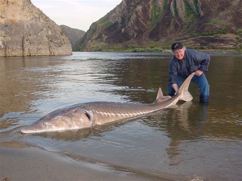 Giant Sturgeon Fishing Guides | Snake River Idaho