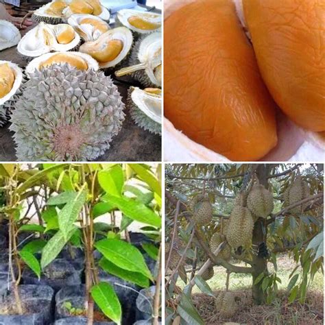 Pokok Durian Duri hitam Hybrid / Durian Tree ( Duri Hitam) | Shopee Malaysia