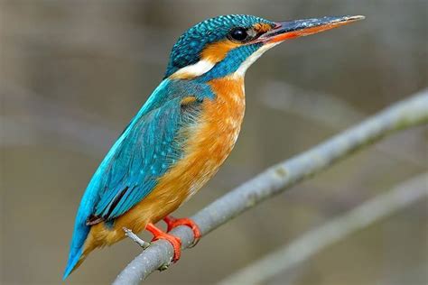 Kingfisher - Animal Facts for Kids - Characteristics & Pictures