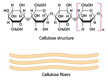 Polysaccharides Cellulose