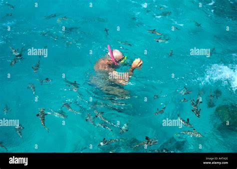 Tourist swimming with and feeding fish in lagoon at Manihi Island part of French Poynesia Stock ...