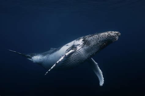 Humpback Whale's - Humpback Whale HD Wallpaper | Background Image ...