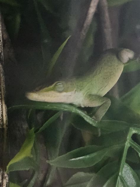 Anole behavior? : r/Anoles