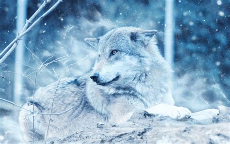 Winter Wolf Wallpapers | HD Wallpapers | ID #21645