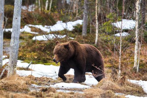 Finland – A wildlife photographers’ paradise? - WildlifeMoments.de