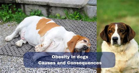 The Rise Of Obesity In Dogs: Causes And Consequences