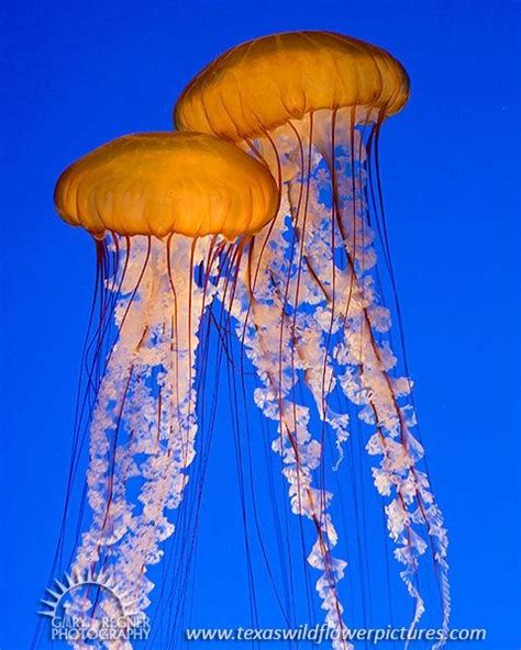 PACIFIC SEA NETTLES JELLYFISH - lifespan many years | Jellyfish art, Jellyfish photography ...