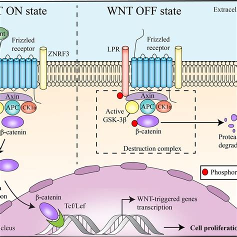 (PDF) Wnt/beta-catenin pathway: Modulating anticancer immune response