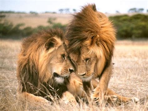 Monarto Zoo Lions 360 attraction gives you an incredible view of hungry ...