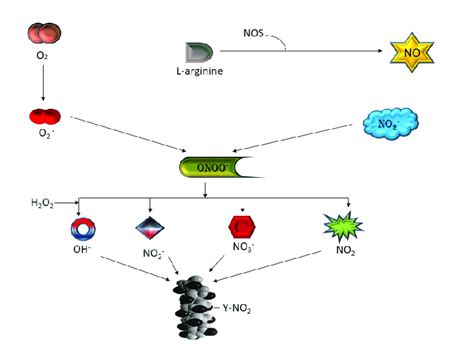 Formation of different reactive species from peroxynitrite | Download Scientific Diagram