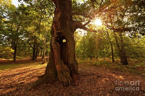 Sherwood Forest Oak Tree, Nottingham, England Photograph by Neale And Judith Clark - Fine Art ...