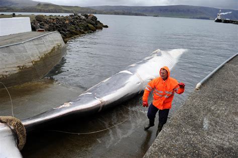 Commercial whaling may be over in Iceland: Citing the pandemic, whale watching, and a lack of ...