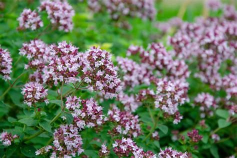 Italian Oregano – Farmhouse Seeds