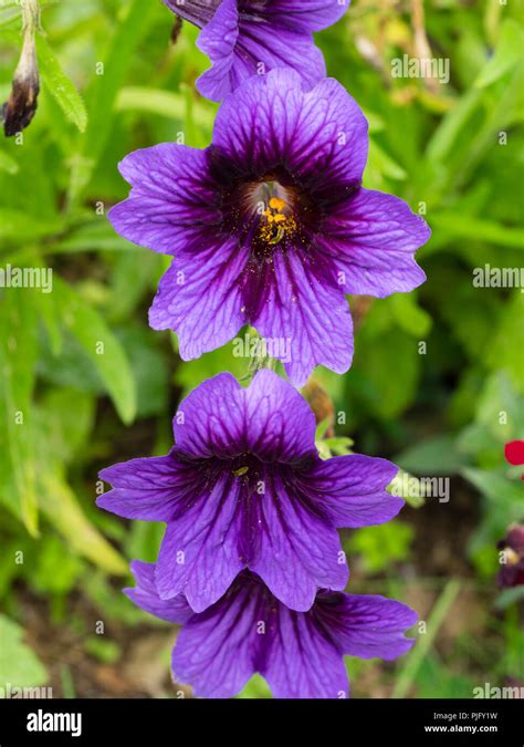 Salpiglossis sinuata kew blue hi-res stock photography and images - Alamy