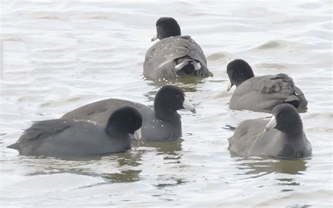 Coots | A Naturalist's Journal