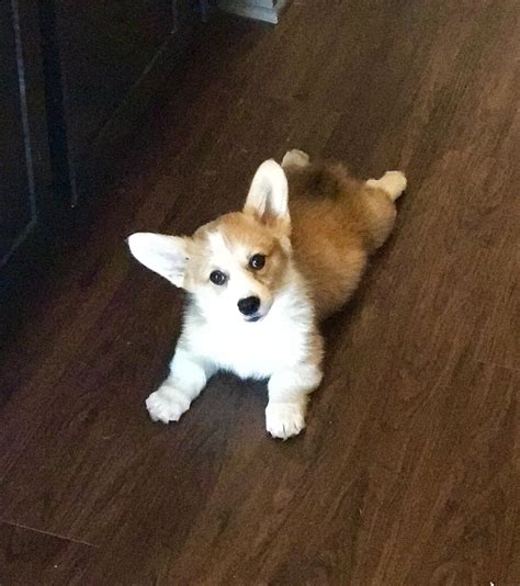 Corgi legs : r/corgi