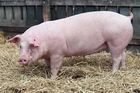 Closeup of a Young Pig Sow at Rural Bio Animal Farm Stock Photo - Image ...