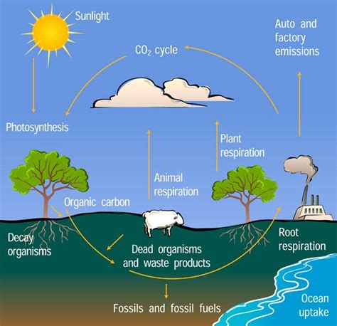 Carbon Cycle Diagram | Center for Science Education