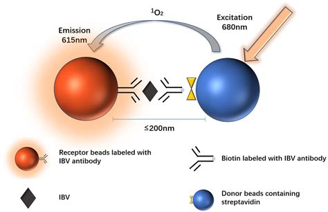 Frontiers | Development of an AlphaLISA assay for sensitive and accurate detection of influenza ...