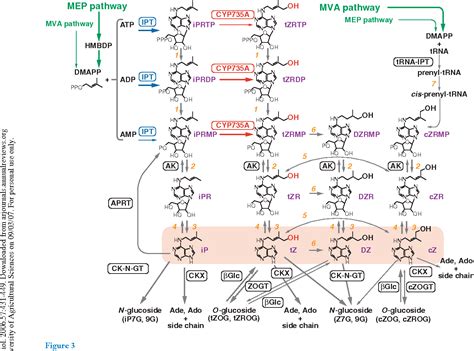 Figure 3 from Cytokinins: activity, biosynthesis, and translocation ...
