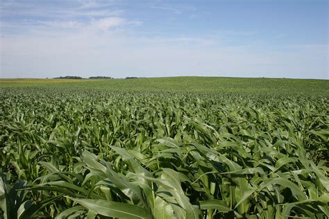 Corn Field Song | Free Pictures Finder