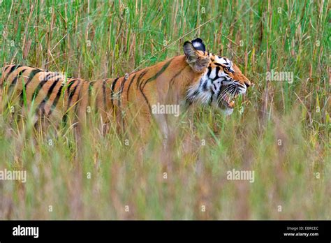 Bengal tiger hunting prey hi-res stock photography and images - Alamy