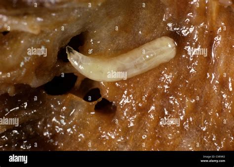 Mediterranean fruit fly (Ceratitis capitata) larvae in a peach fruit Stock Photo - Alamy