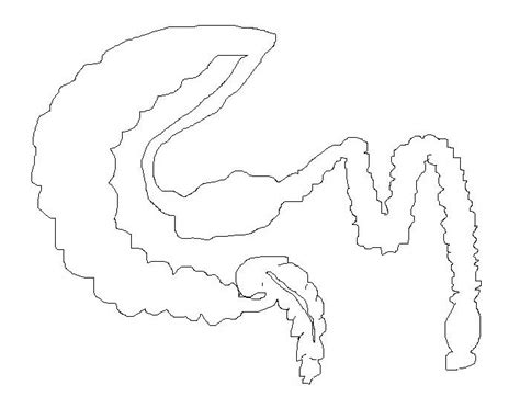 Hindgut Anatomy Quiz