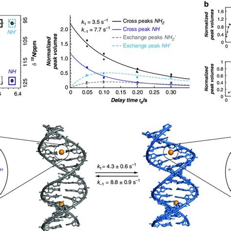 Dynamic isomerization of duplex DNA containing two C-Hg II -T base... | Download Scientific Diagram