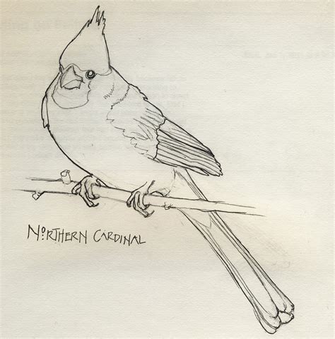 Northern Cardinal Drawing at GetDrawings | Free download