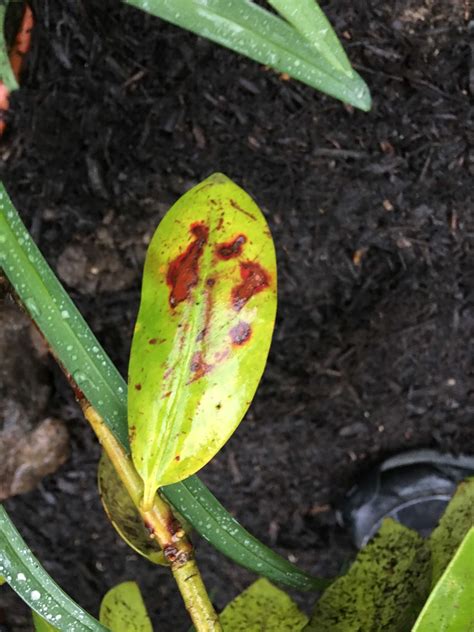 Rhododendron disease #627721 - Ask Extension