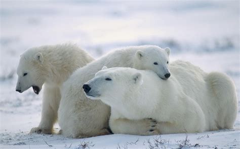 Download Animal Polar Bear HD Wallpaper