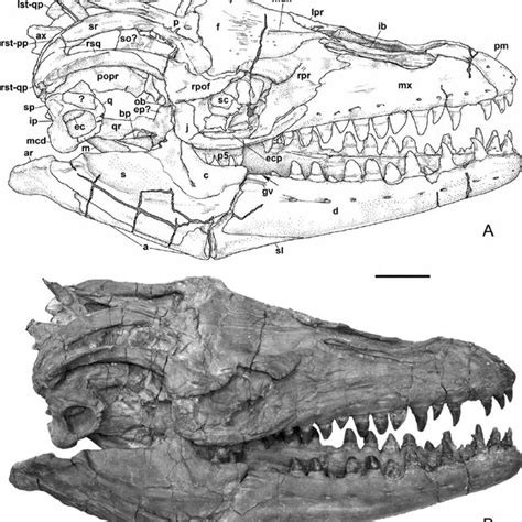 TMP 2007.034.0001, Prognathodon overtoni , line drawing of whole... | Download Scientific Diagram