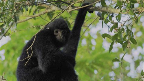 Monkey Mania: Hainan black-crested gibbon - CGTN