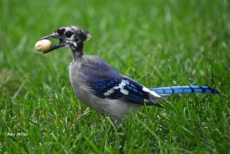 Seen a bird looking a little worse for the wear? It's probably molting ...