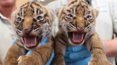 2 endangered Sumatran tiger cubs born at Florida zoo - Orlando Sentinel
