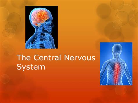 PPT - The Central Nervous System PowerPoint Presentation, free download - ID:2578214