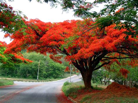 Flora of Zimbabwe: Cultivated species information - individual images: Delonix regia