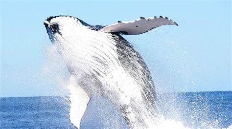 Hopes for fewer Tonga whale watching licences in 2017 - Papua New Guinea Today