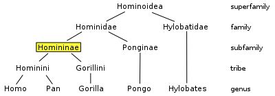 Homininae - Wikipedia