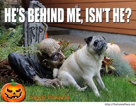 Yes.... | Animal captions, Funny halloween pictures, Funny halloween memes