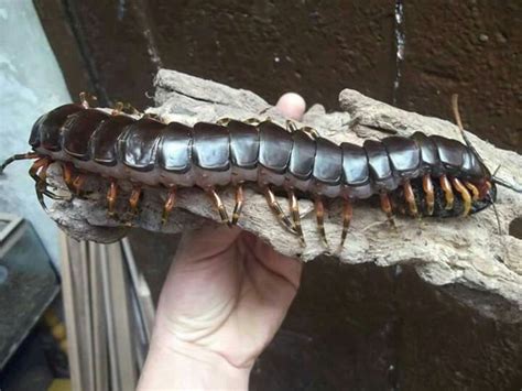 Darwin's goliath centipede | Centipede, Bugs and insects, Cool bugs