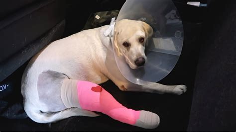 What Is Dog Acl Surgery