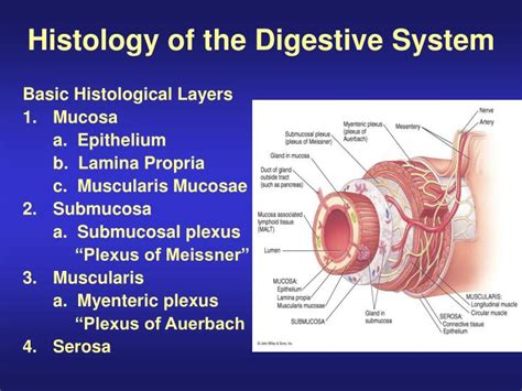 Histology Of The Digestive System Basic Histological Layers | sexiezpix ...