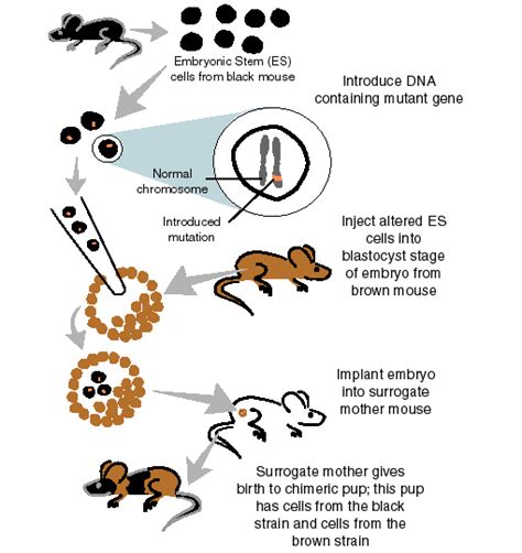 Fig. f: Development of Knockout mouse. [6] | Download Scientific Diagram